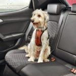 Jak poprawić bezpieczeństwo na drogach? Każdy musi mieć... psa!